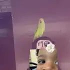 بغبان