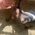 جفره قزمية صغيره كيوت بالفيديو