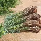 فسائل نخل للبيع جميع الأنواع