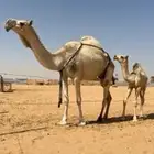 للبيع العشرا على جميع الشروط