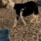 مشروع فحل نجدي