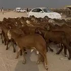 طليان سواكني 63 راس حمري