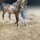 حصان شعبي