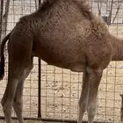 حاشي لباني فاخر
