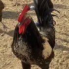 ديك