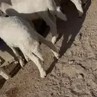 طليان