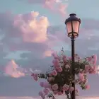 يوجد فرشه حمراء وستاير رول