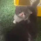 قطط للبيع بيكي فيس