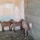 عند قزمية وعيالها تبيع