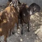 طليان سواكن فل