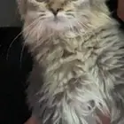 قطوه شيرازي اليف جدا