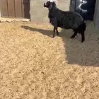 رخله. نجدي. فل فل شحم. العمر 8 اشهر. البيع. 1450 ريال