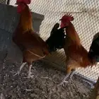 ديكين كفو للبيع