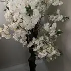 زهور الكرز الابيض