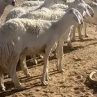 غنم حريات صنف الصنف