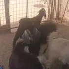 ذبايح