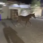 للبيع