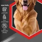فندقه للكلاب