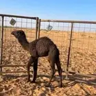 للبيع حوار عمره شهر ونص على حليب طيب شحم