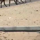 خفت بكستانيات
