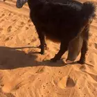 عارضيه حاصب