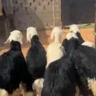 للبيع طليان نجد كفوو