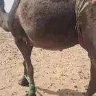 عشرا سمين فل وبنتها في الشبك