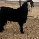 فحل عارضي طيب بالحيل