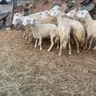 ضان مقاني