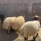 ذبيحتك لباب بينك