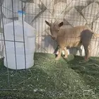 ماعز قزمي بيور ودم صافي