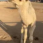 خلفه وضحاء طيبه هداره وحليب وتحتها قعود