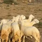 معزا للبيع