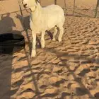 للبيعع فحل حري خصمم