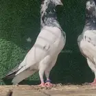حمام باكستاني