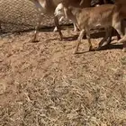 سواكن خلفات