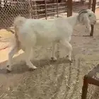 عنز بيضا