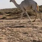 لقحه ملاقي السن ثنيه