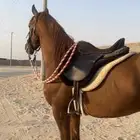 حصان انقليزي ركوب