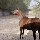 خيل واهو