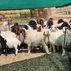 بهم اعمره من الخمسه الئ اثلثه