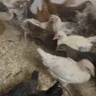 دجاج