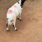 خروف