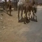 للبيع القعدان الكفو للمبادي وزواجات