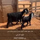 عنز معها جفره