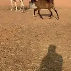 مهره عربيه شعبيه طيبه
