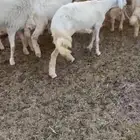 رخال