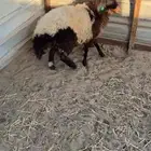 خروفين خمس شهور