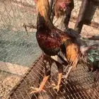 ديك باكستاني شرط