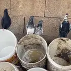 فراخة حمام